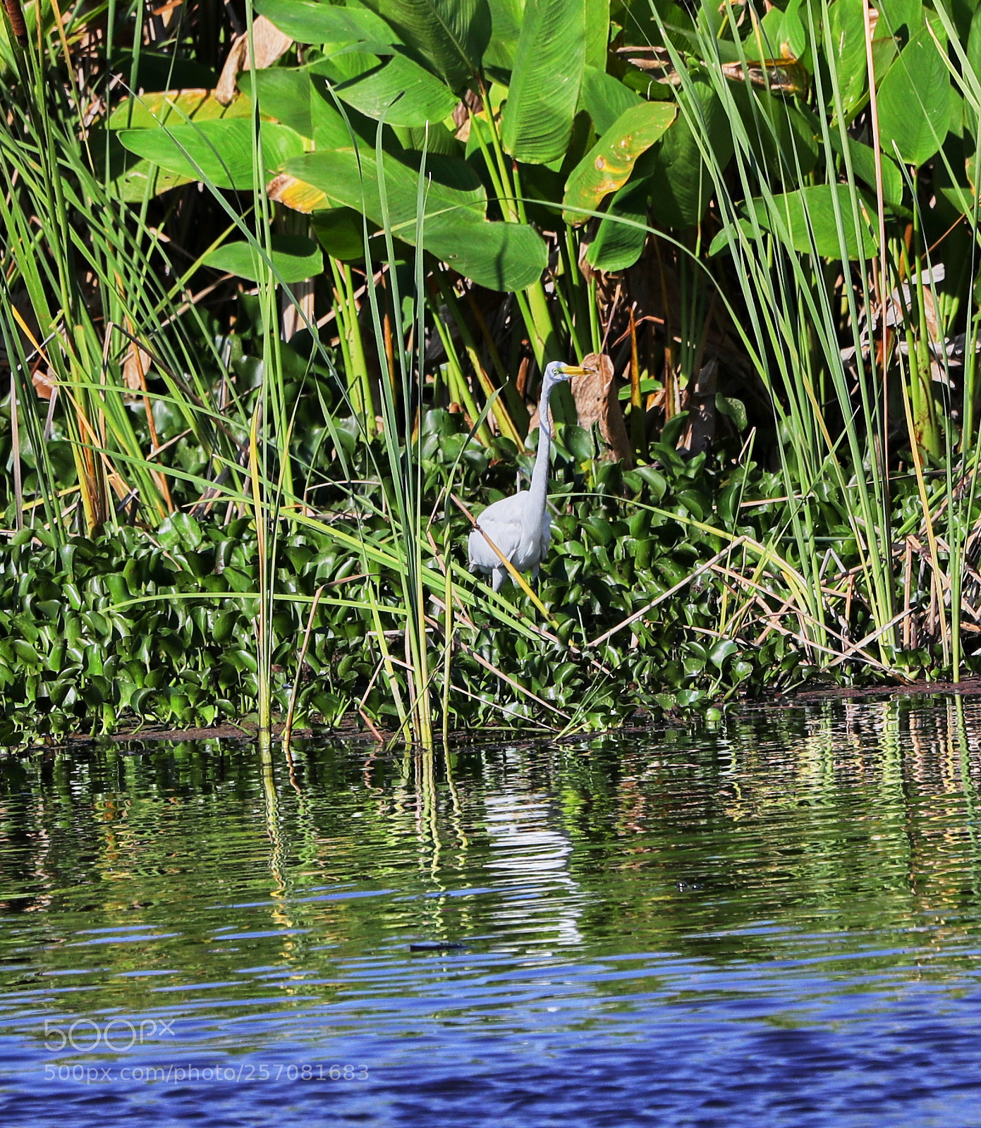 Canon EOS-1D X Mark II sample photo. 05-08-18-0016702.jpg photography