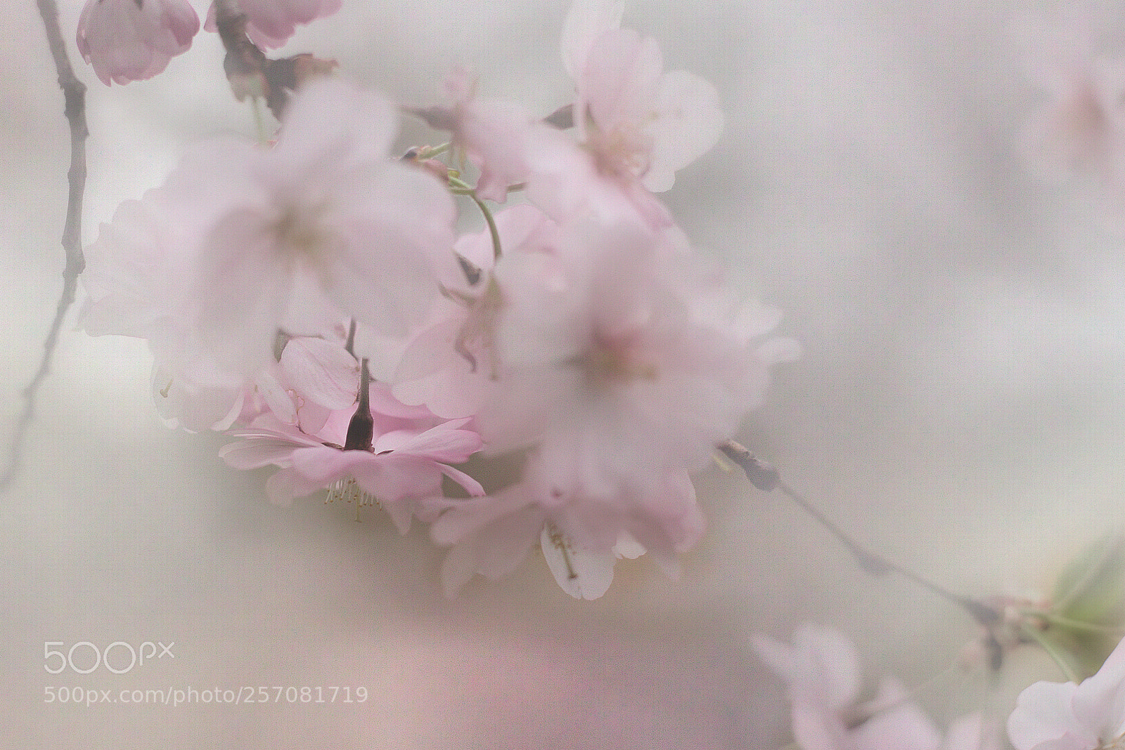 Canon EOS 6D sample photo. Lost in pink photography