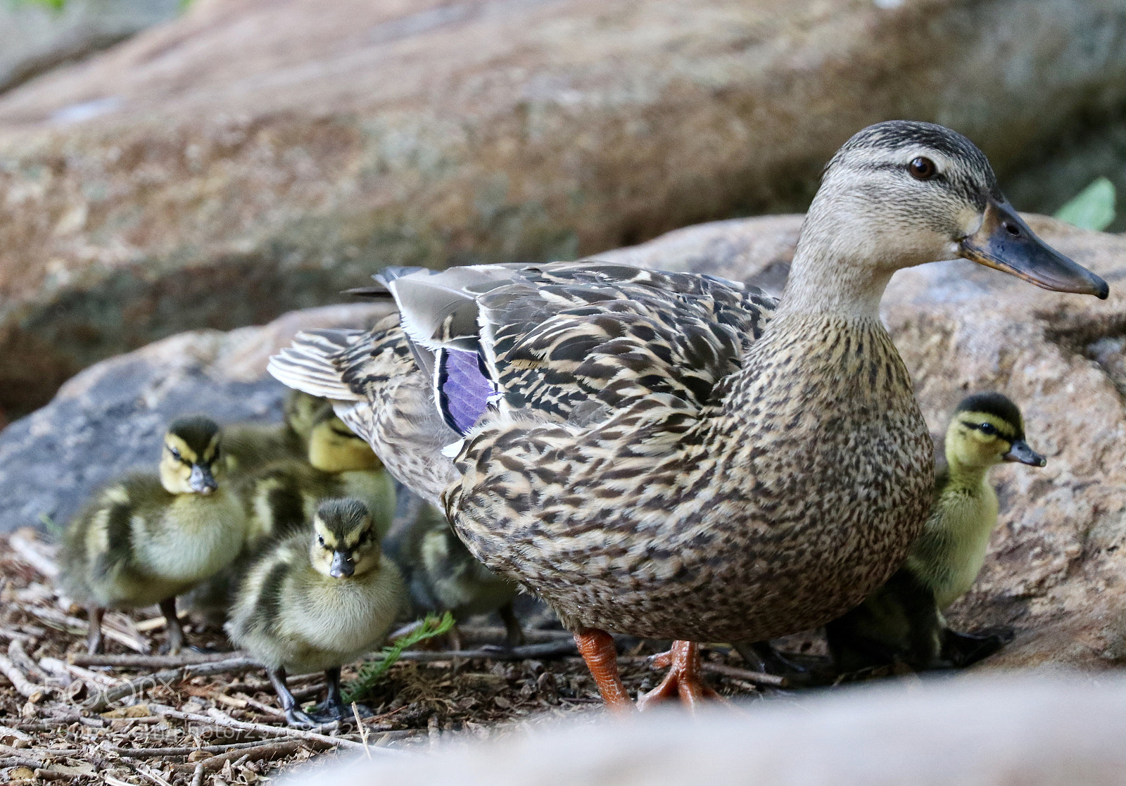 Canon EOS 80D sample photo. Mom and babies photography