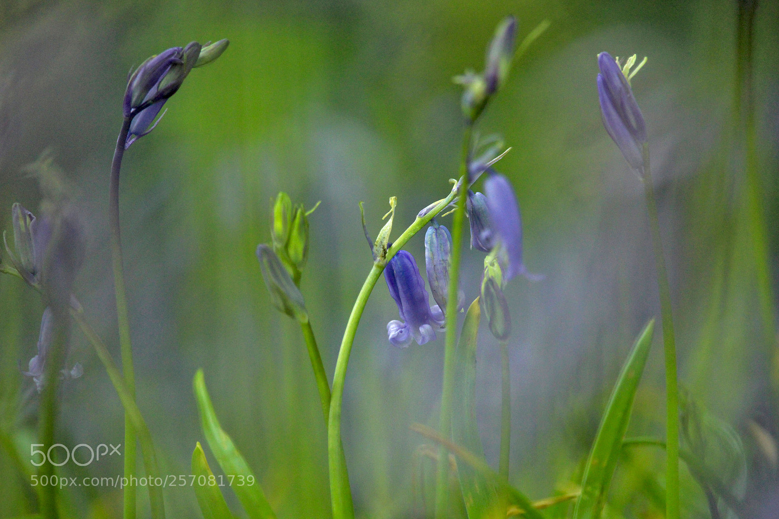 Canon EOS 100D (EOS Rebel SL1 / EOS Kiss X7) sample photo. Delicacy of bluebells photography