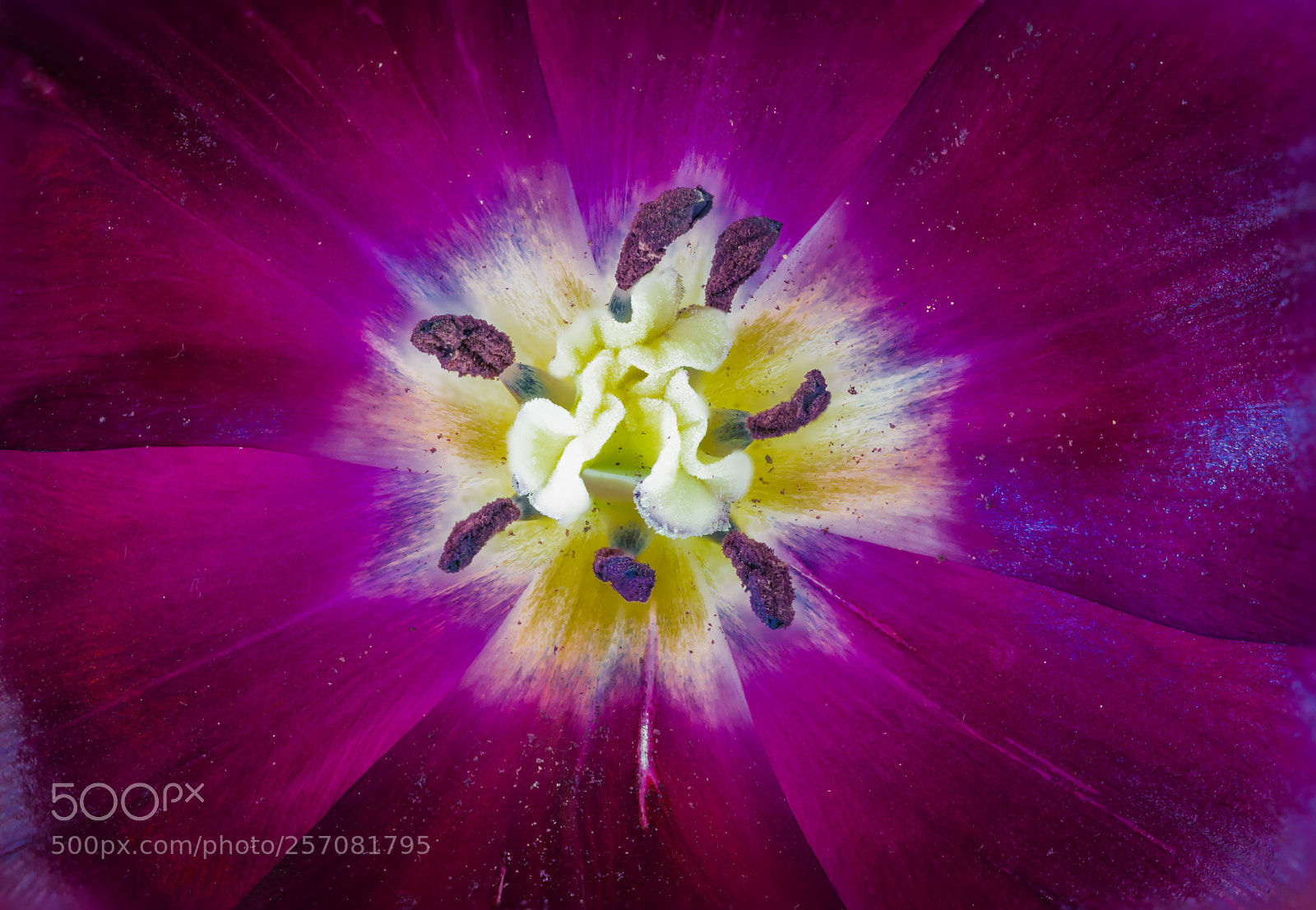 Sony a7 II sample photo. Tulip photography