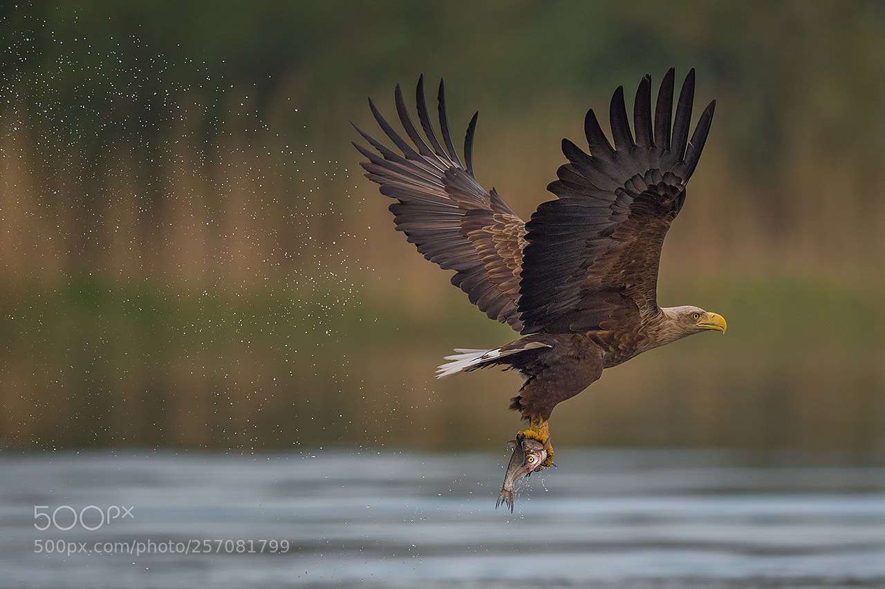 Nikon D5 sample photo. Bielik, haliaeetus albicilla, eagle photography