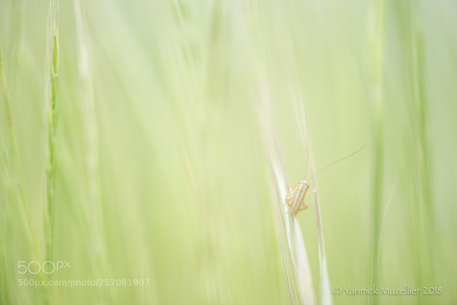 Nikon D800 sample photo. Le minuscule... photography