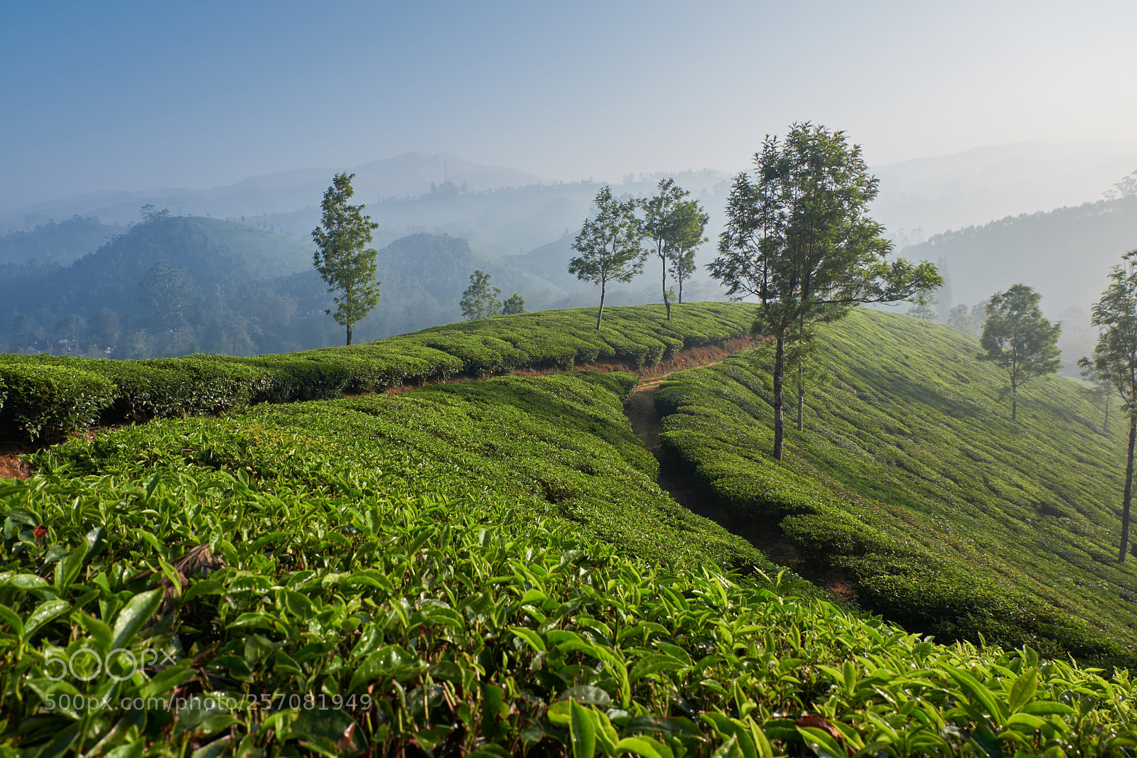 Fujifilm X-T20 sample photo. Munnar tea photography