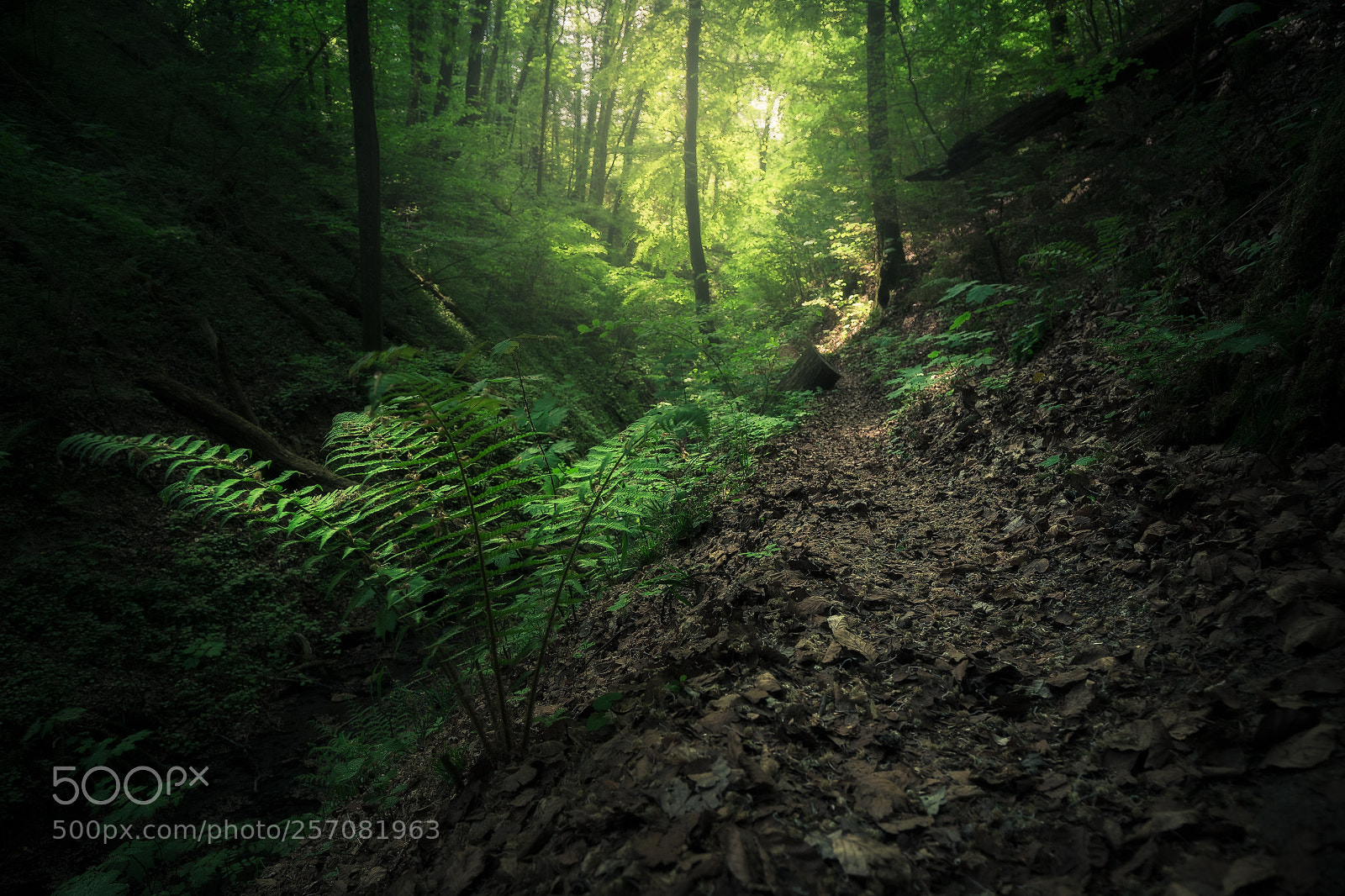 Canon EOS 6D sample photo. Unknown germany pt. cccxxvi photography
