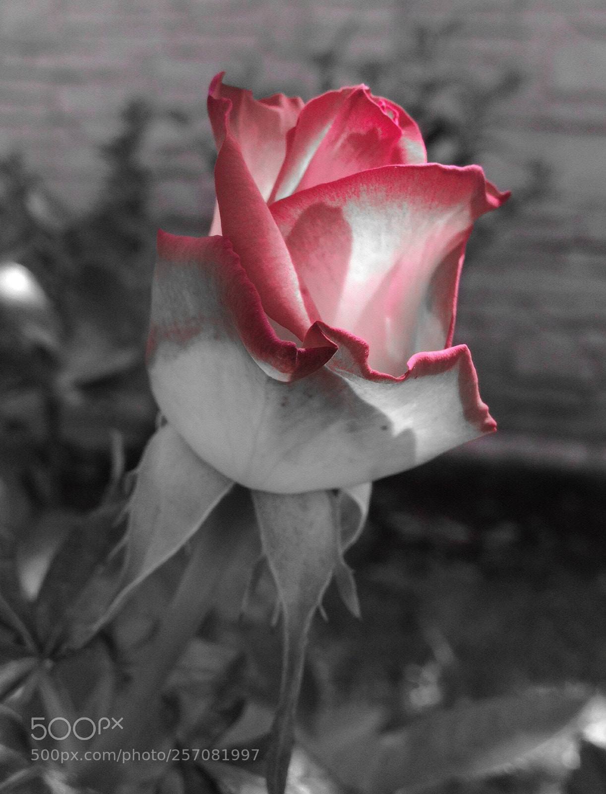 Apple iPhone 4S sample photo. R2 photography