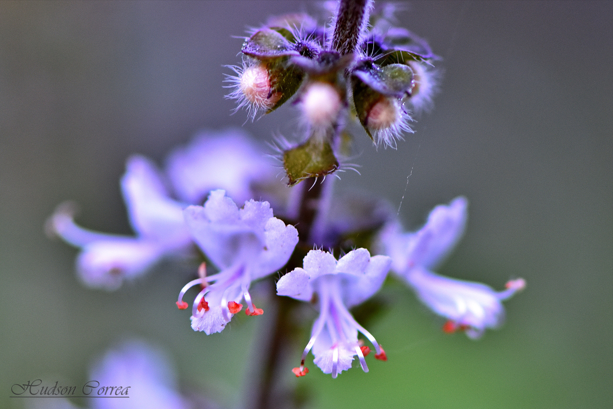 Nikon AF-S Micro-Nikkor 105mm F2.8G IF-ED VR sample photo. Flower photography