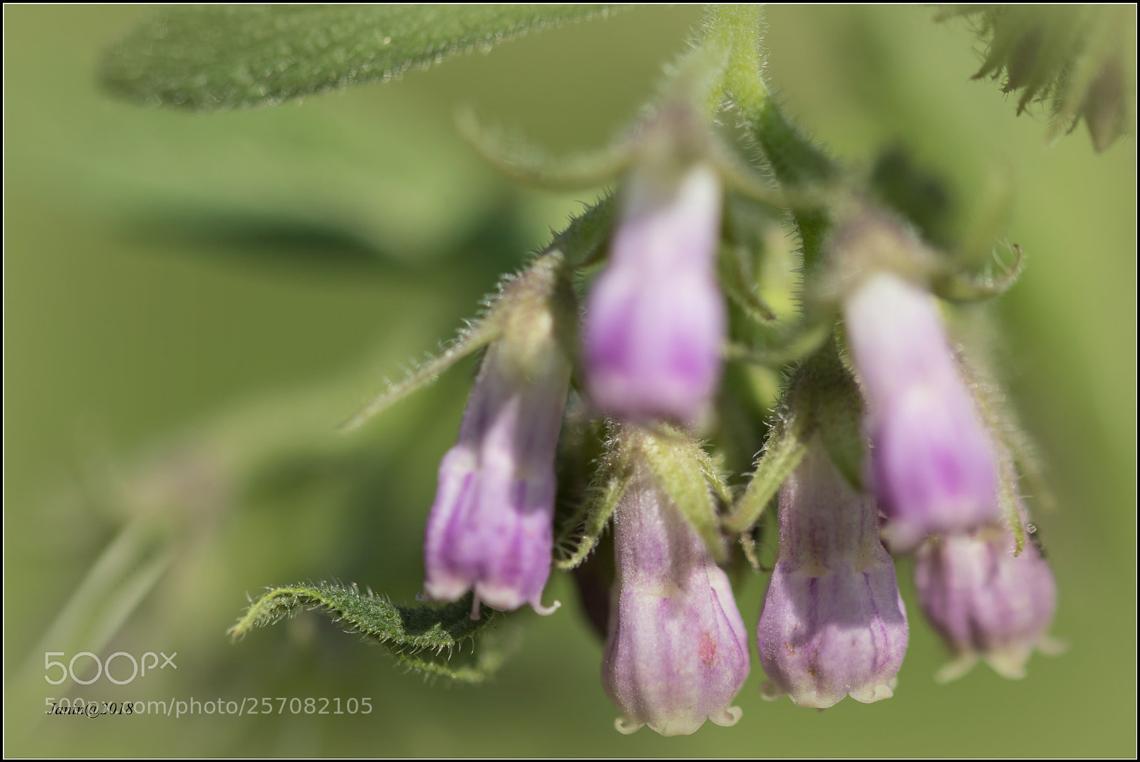 Canon EOS 77D (EOS 9000D / EOS 770D) sample photo. Just flowers... photography