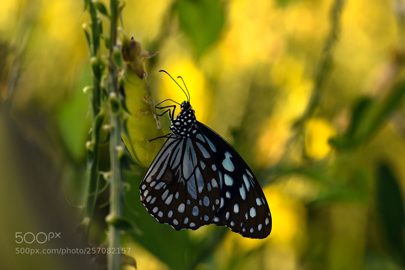 Nikon D810 sample photo. Butterfly photography