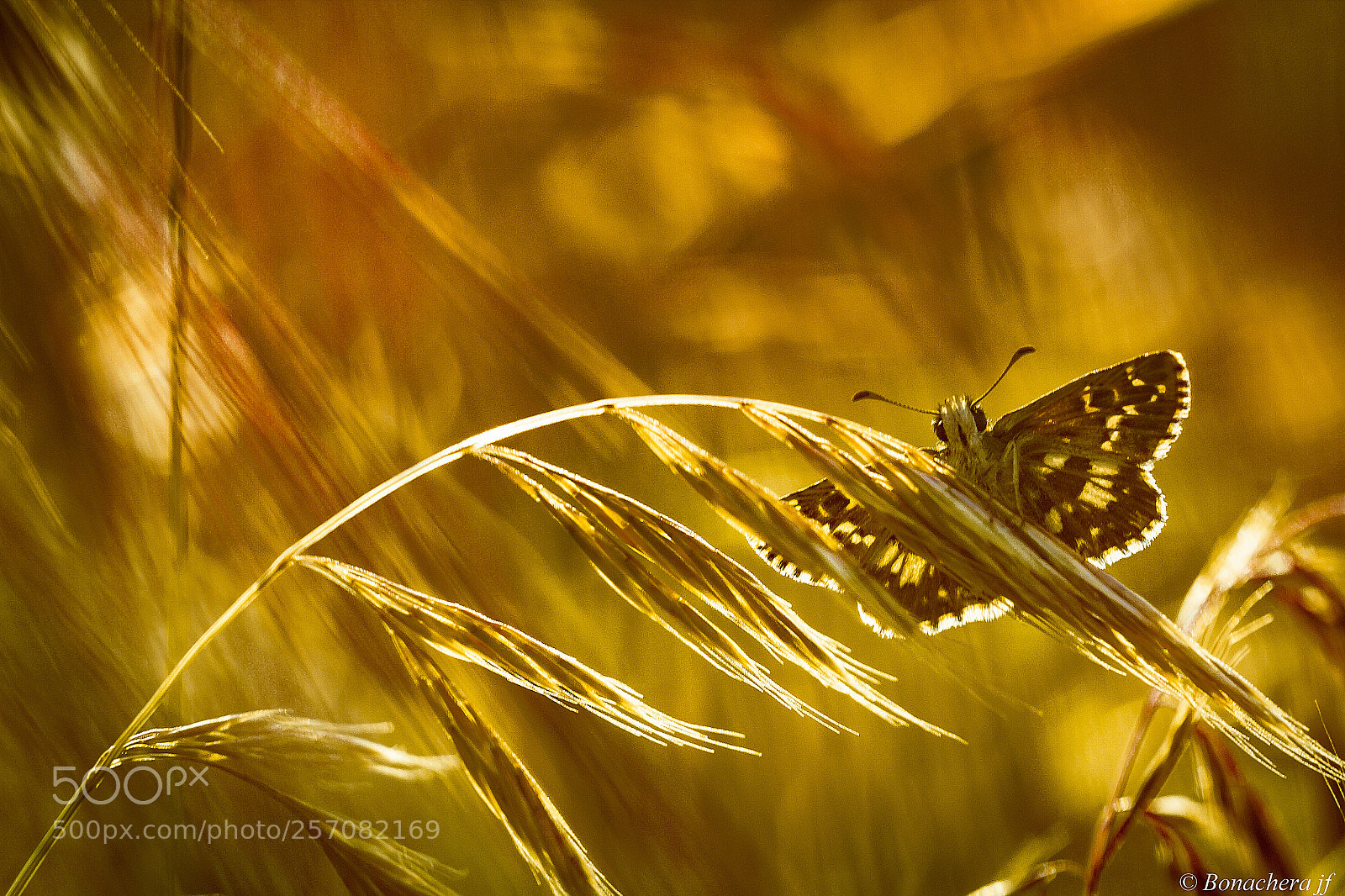Canon EOS 7D sample photo. Butterfire! photography