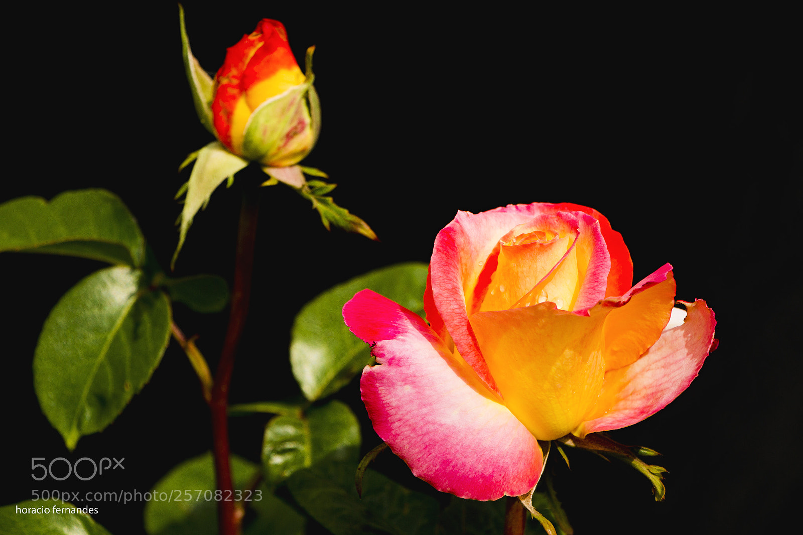 Canon EOS 70D sample photo. Roses photography