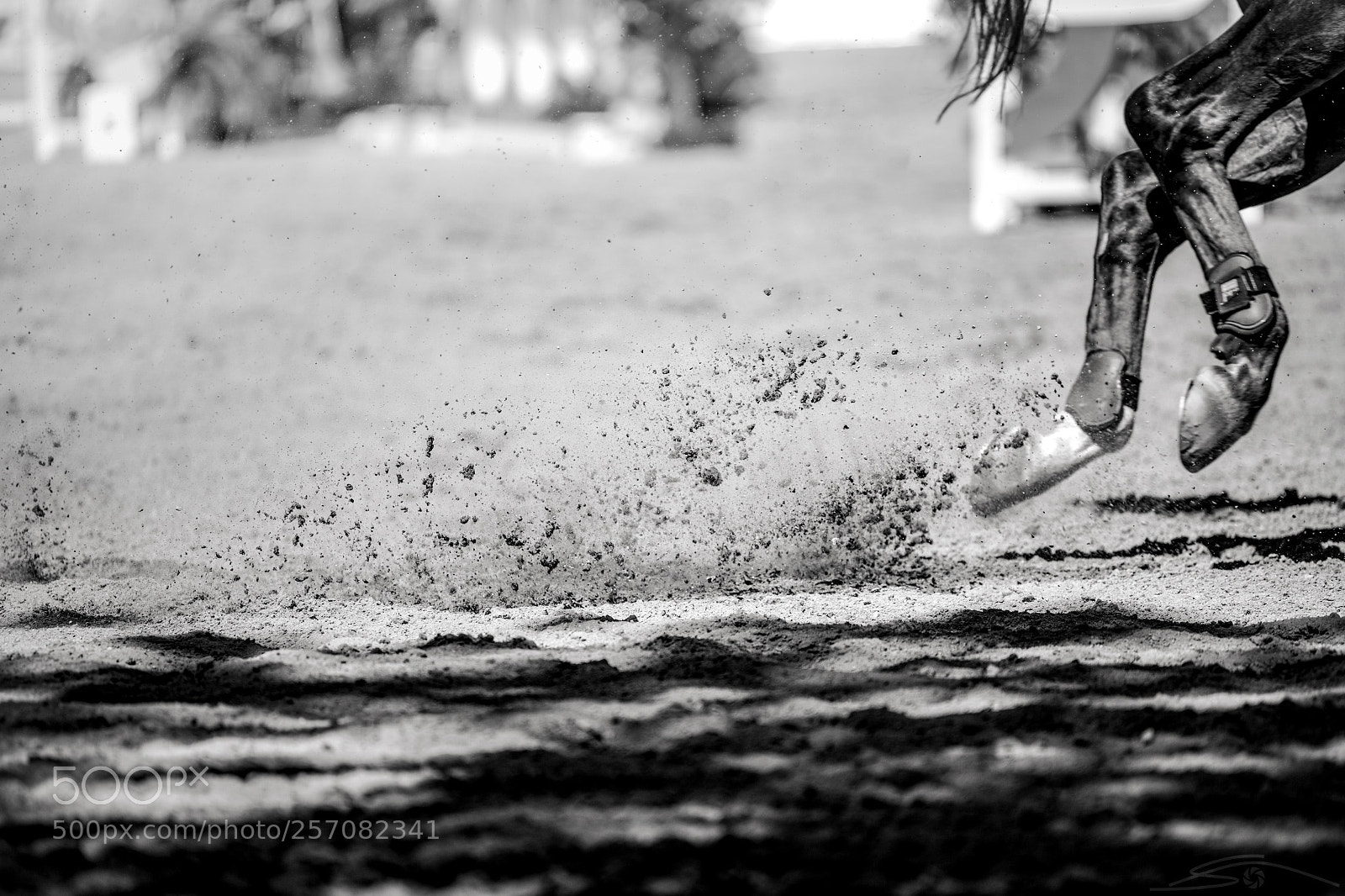 Nikon D750 sample photo. Go! go! go! photography