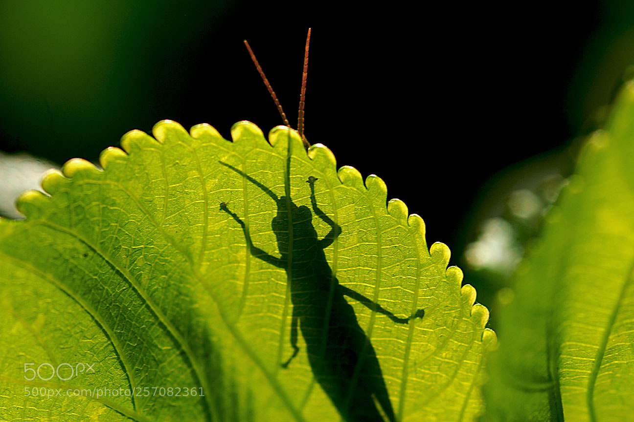 Nikon D80 sample photo. Shadow photography