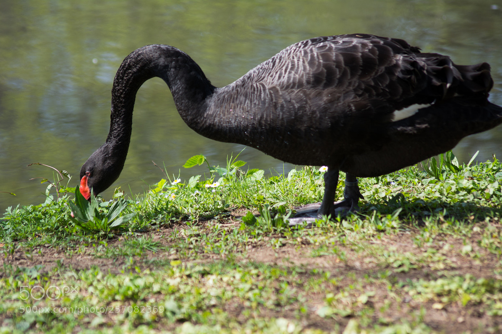 Nikon D5200 sample photo. Cigno nero photography