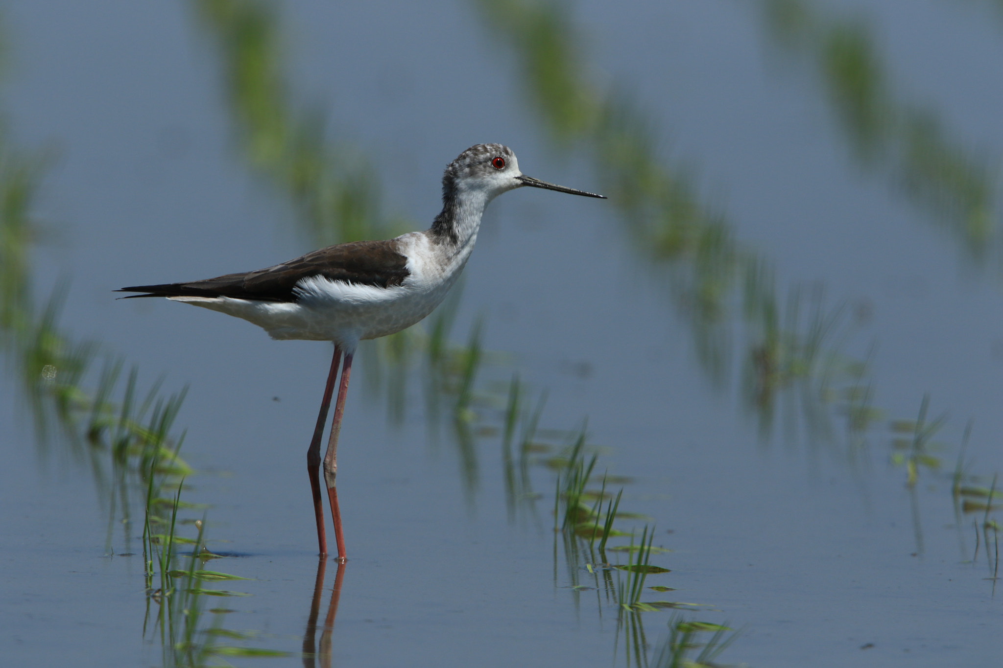 Canon EF 400mm F2.8L IS USM sample photo. Black-winged stilt セイタカシギ photography