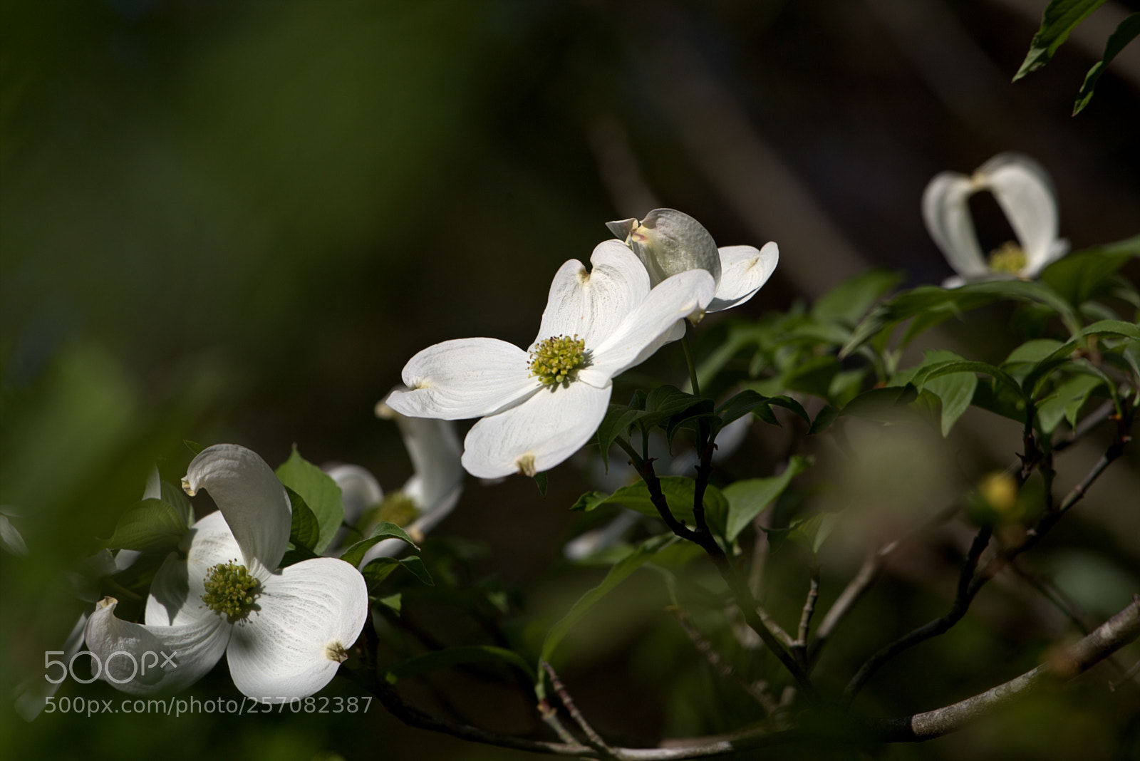 Canon EOS 6D sample photo. Dogwood flowers photography