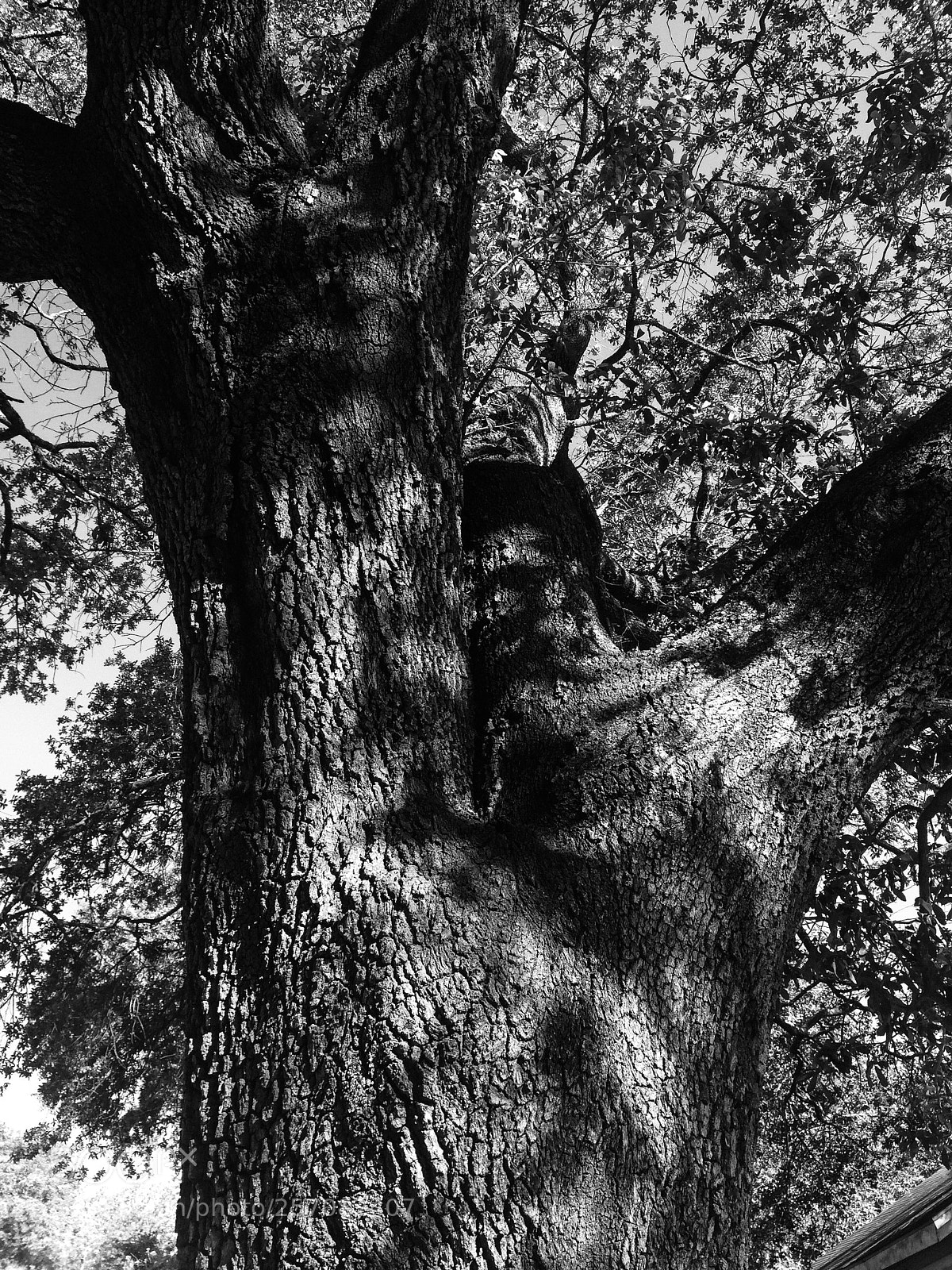 Apple iPhone 5s sample photo. B&w tree photography