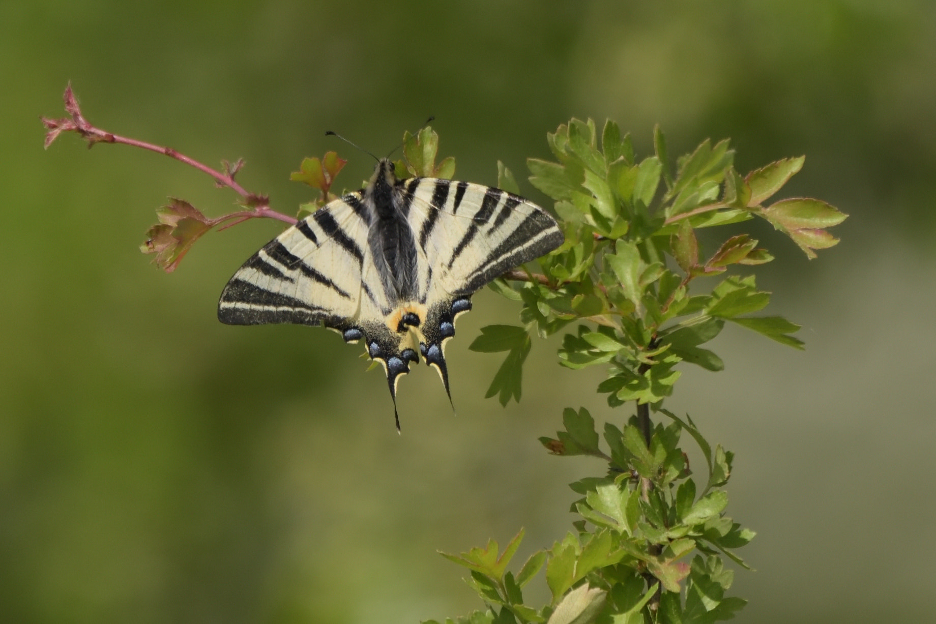 Sigma 150-600mm F5-6.3 DG OS HSM | C sample photo. Scarce swallowtail (iphiclides podalirius) photography