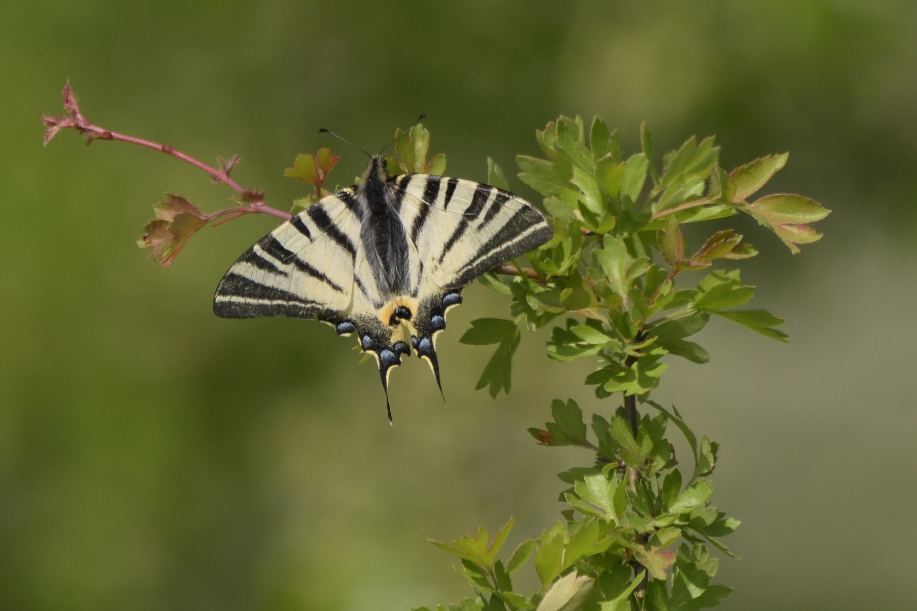 Nikon D750 + Sigma 150-600mm F5-6.3 DG OS HSM | C sample photo. Scarce swallowtail (iphiclides podalirius) photography