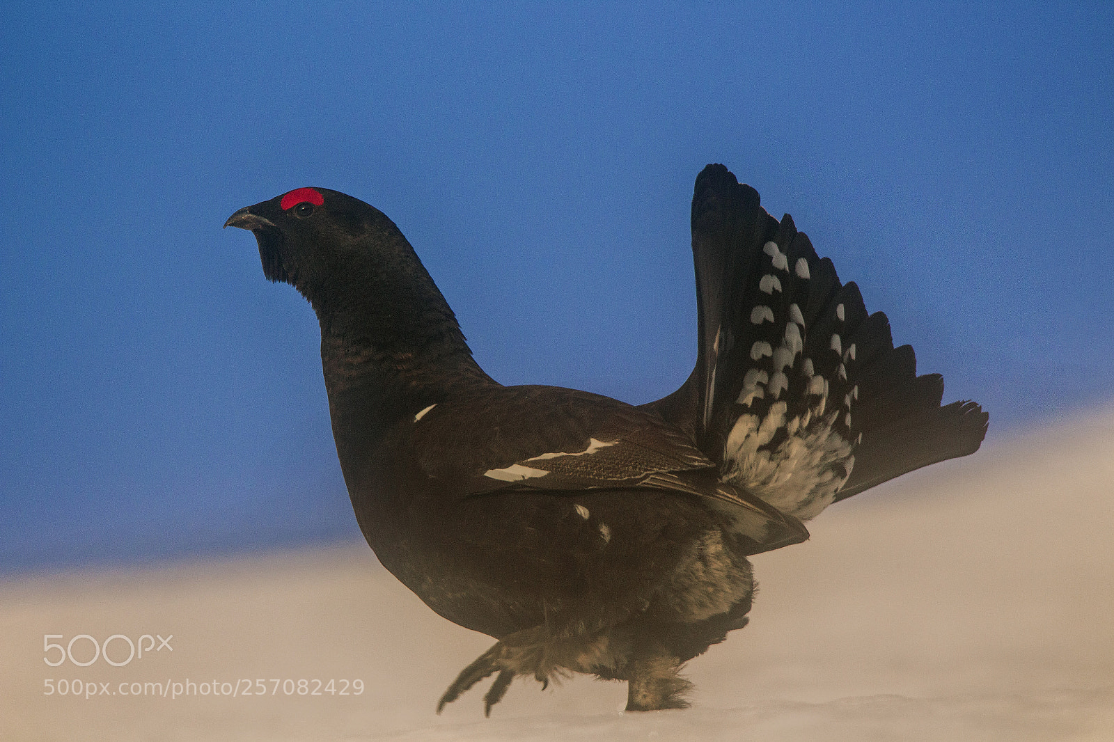 Canon EOS 700D (EOS Rebel T5i / EOS Kiss X7i) sample photo. Rackelhanh hybrid western capercaillie photography