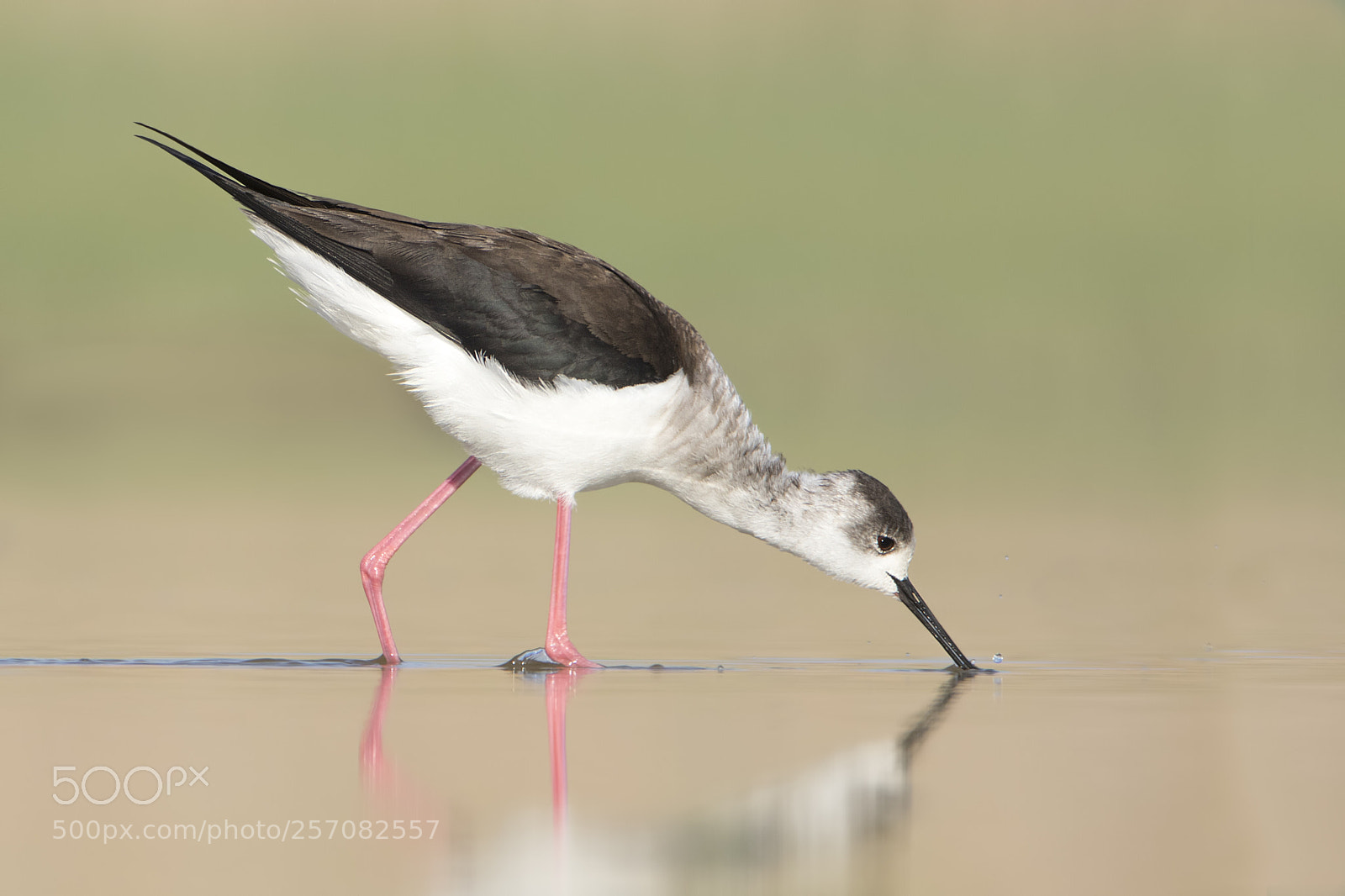Canon EOS 7D Mark II sample photo. Black-winged stilt » uzunbacak photography
