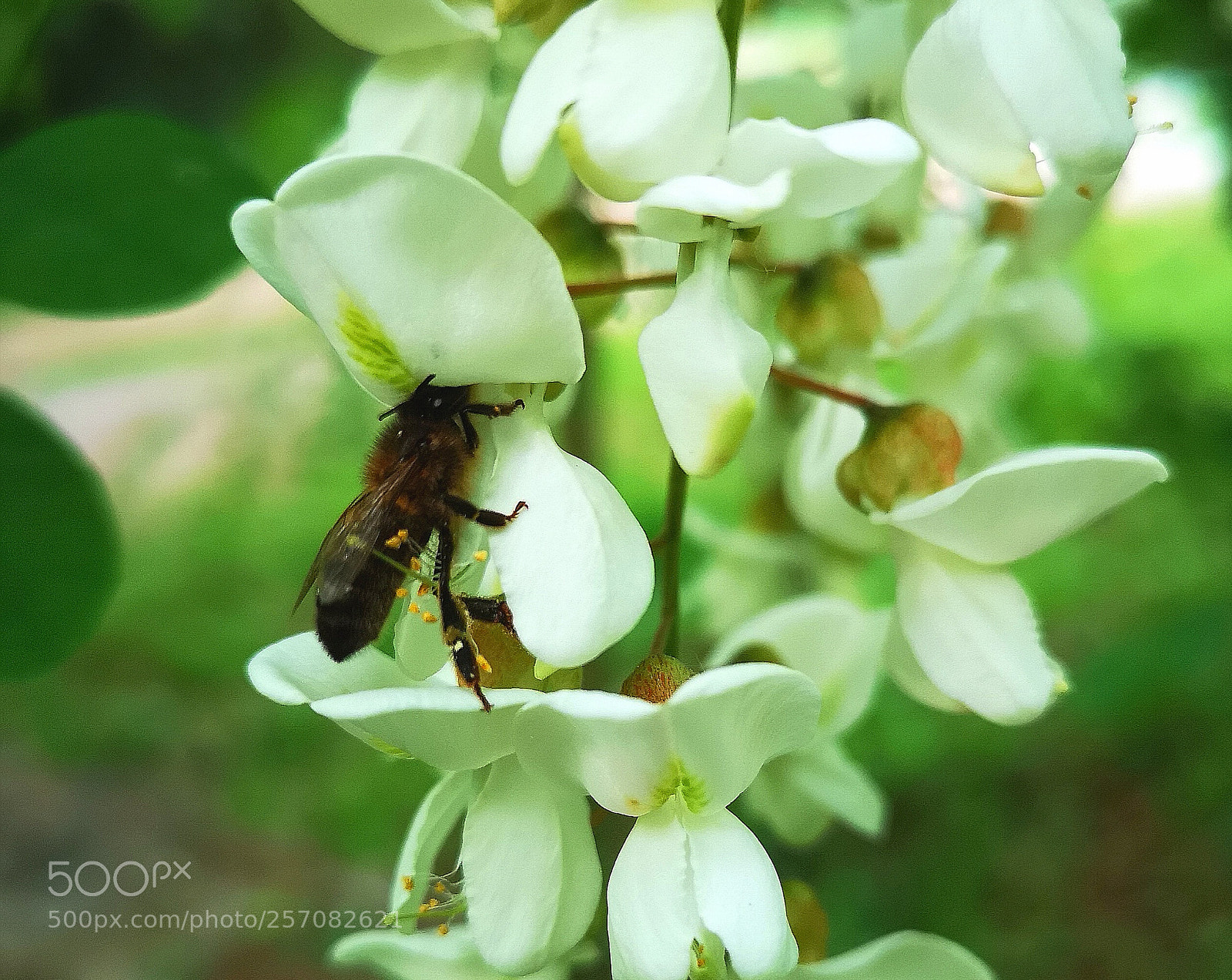 HUAWEI CLT-L09 sample photo. Pol-lenizant photography
