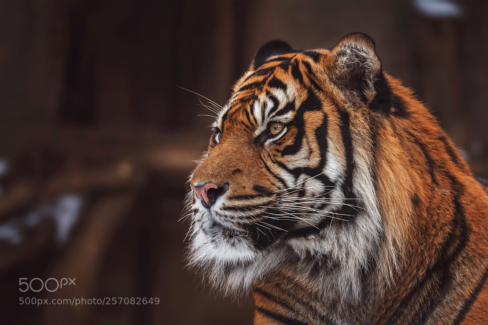 Nikon D7100 sample photo. Tiger sumatran photography