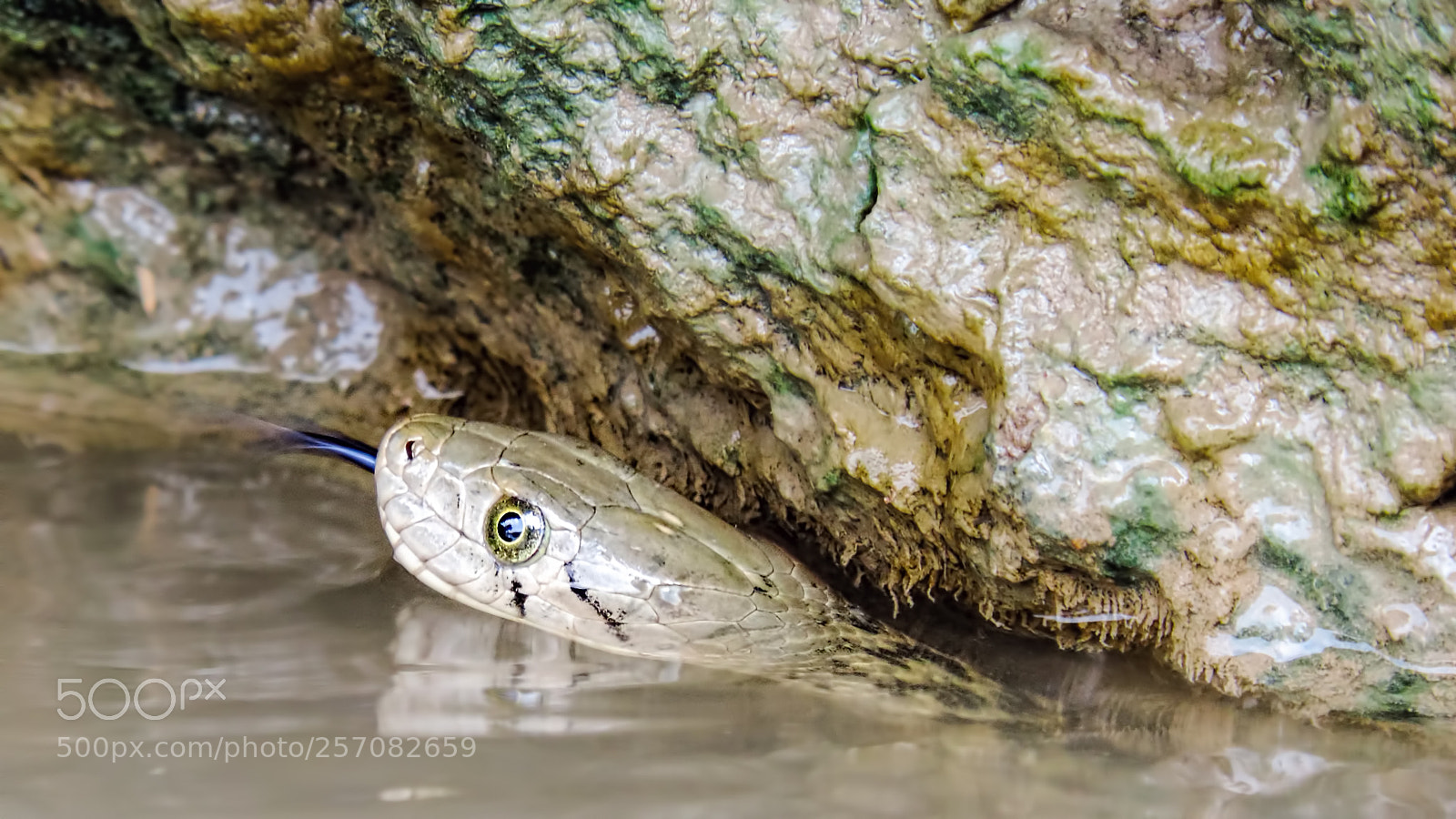 Nikon Coolpix P520 sample photo. Checkered keelback or asiatic photography