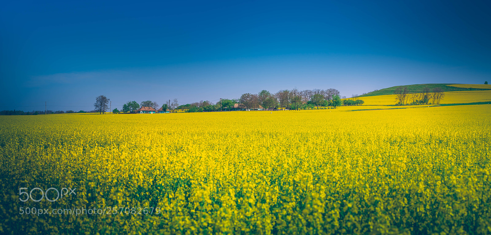 Sony a7 II sample photo. Yellow field photography