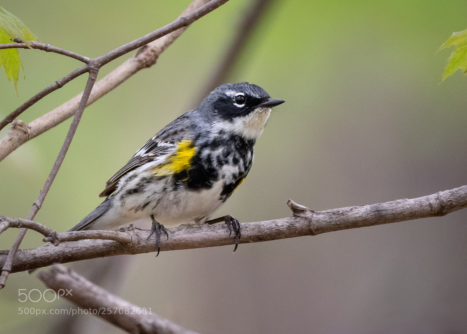 Canon EOS 7D Mark II sample photo. Warbler photography