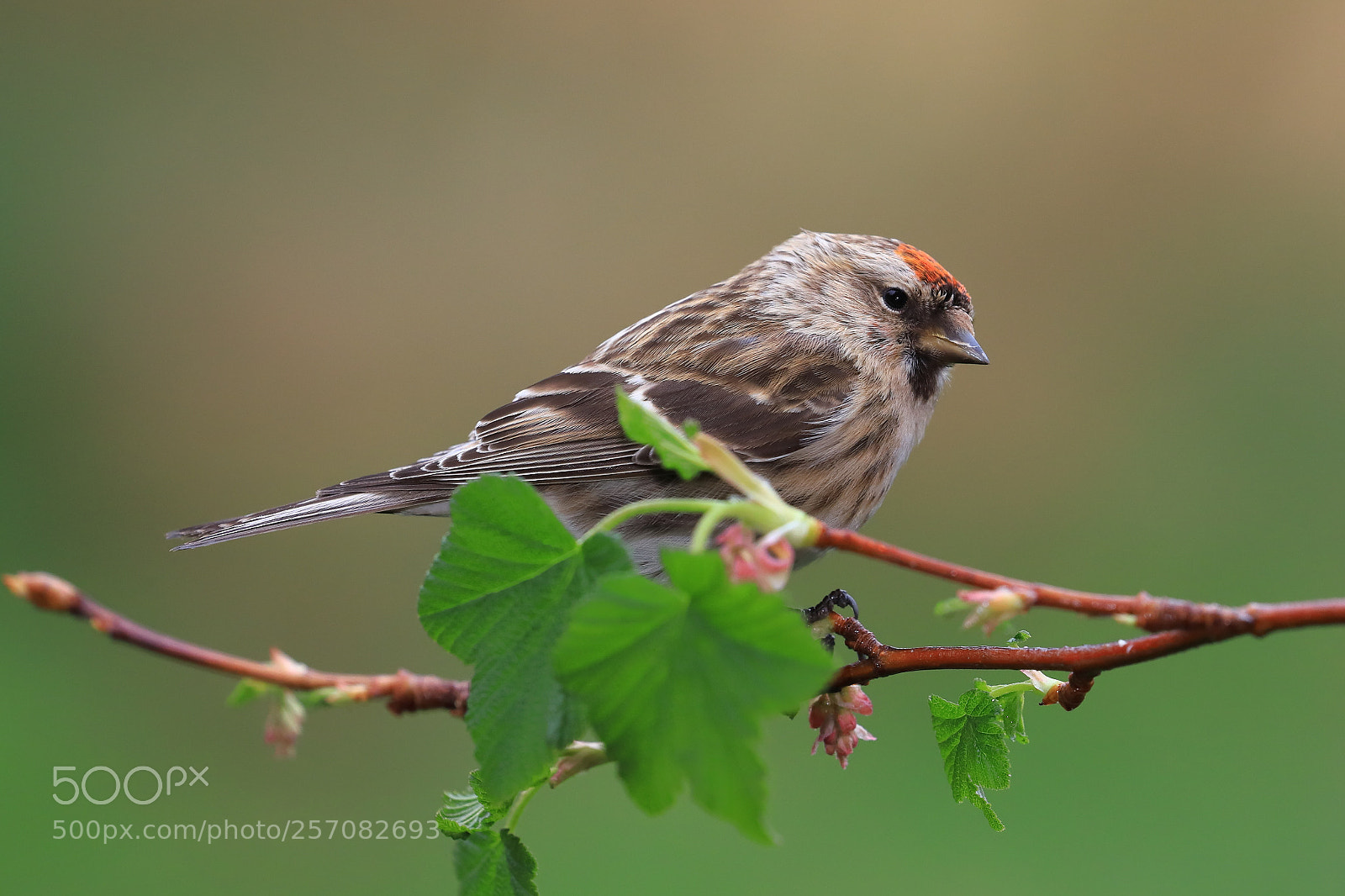 Canon EOS 6D Mark II sample photo. Redpoll photography