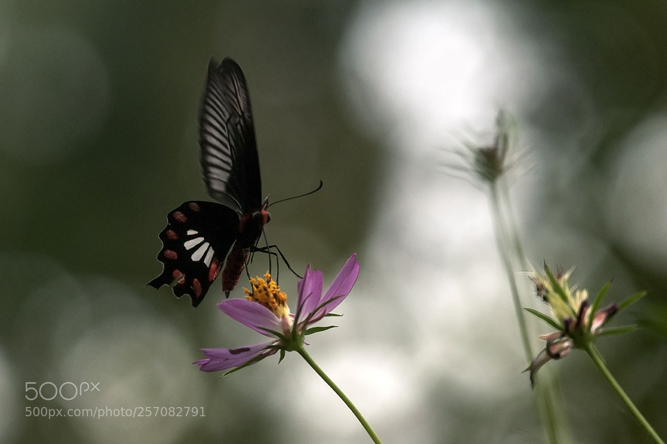 Nikon D80 sample photo. Butterfly photography