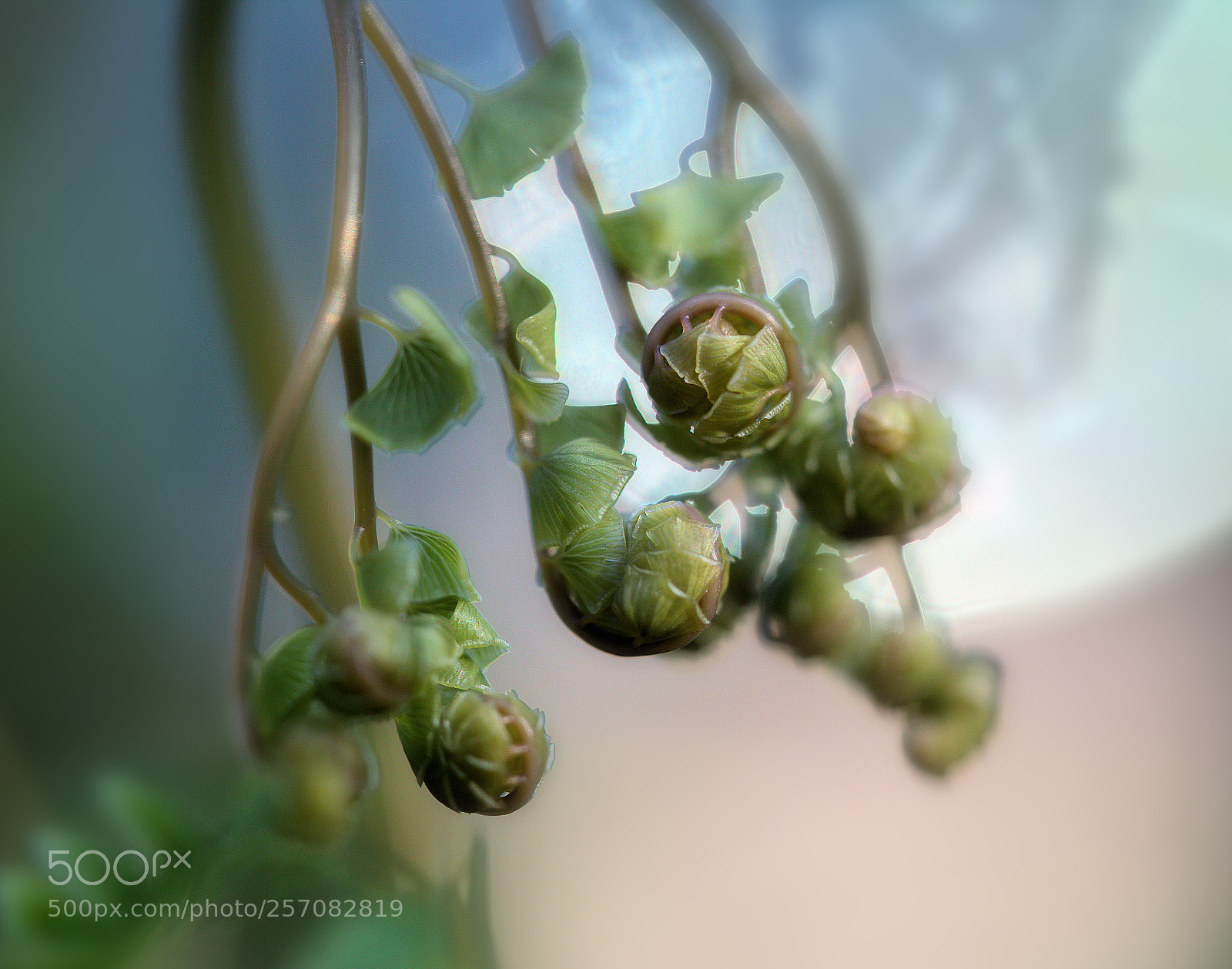 Canon EOS 6D sample photo. Maidenhair unfurling photography