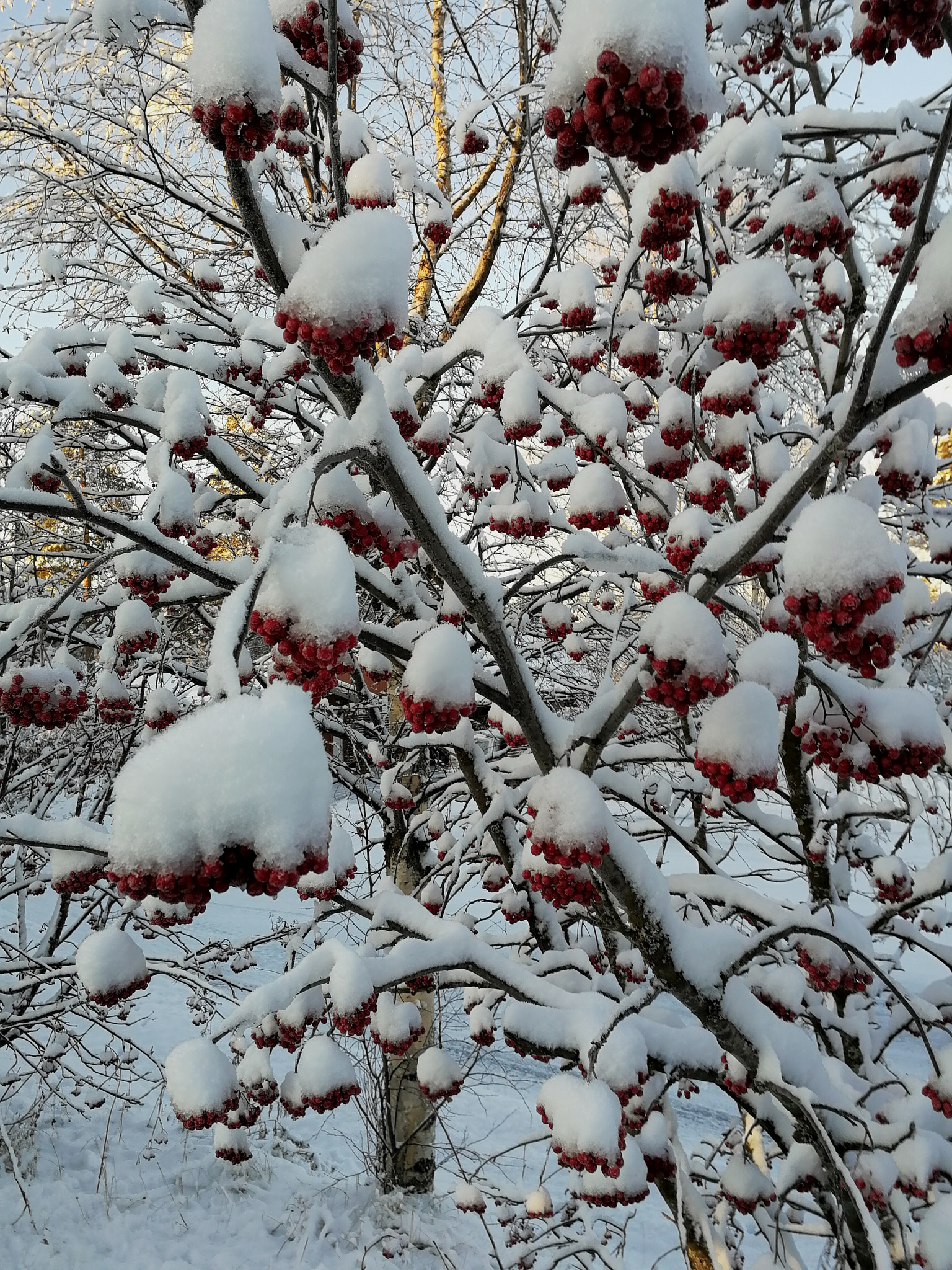 HUAWEI Honor 9 sample photo. Frozen snow on the berries. photography