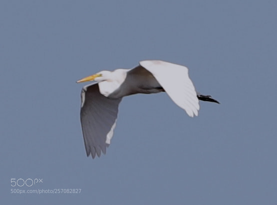 Canon EOS-1D X Mark II sample photo. 05-08-18-0016800.jpg photography