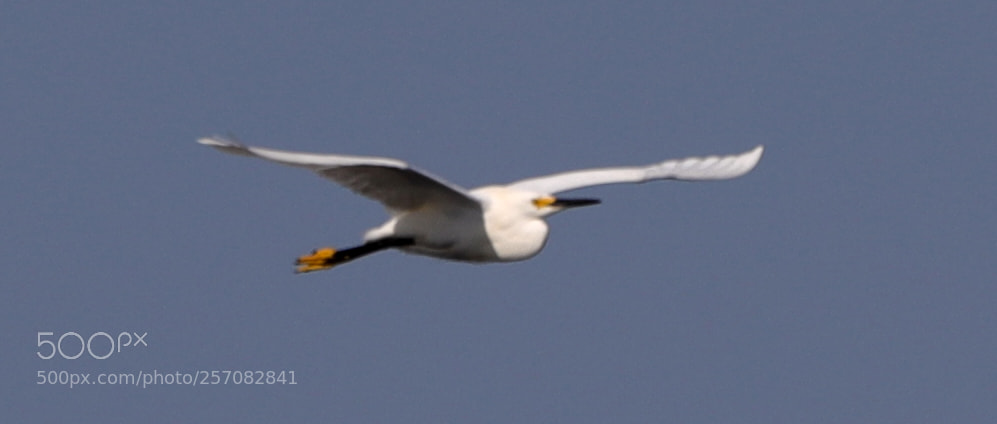 Canon EOS-1D X Mark II sample photo. 05-08-18-0016797.jpg photography