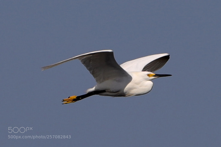 Canon EOS-1D X Mark II sample photo. 05-08-18-0016796.jpg photography
