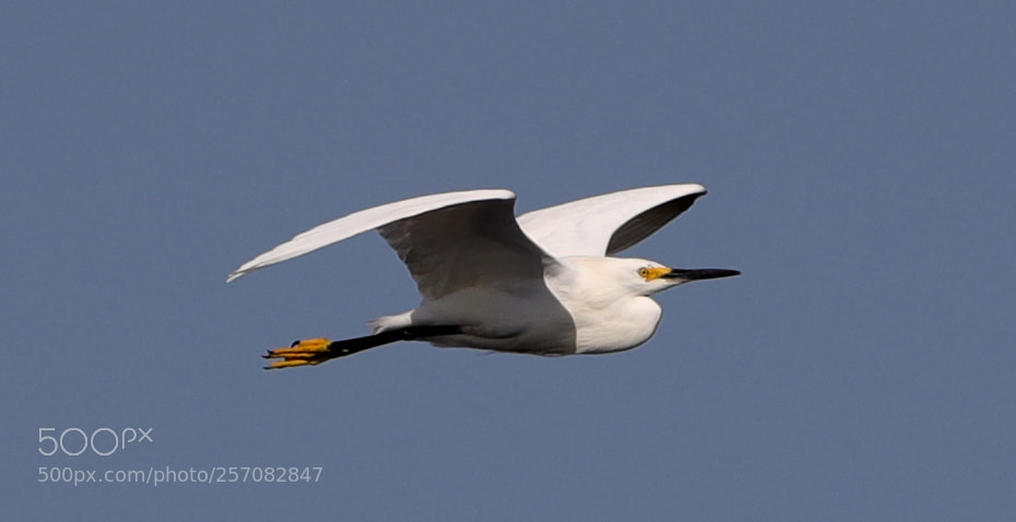 Canon EOS-1D X Mark II sample photo. 05-08-18-0016795.jpg photography