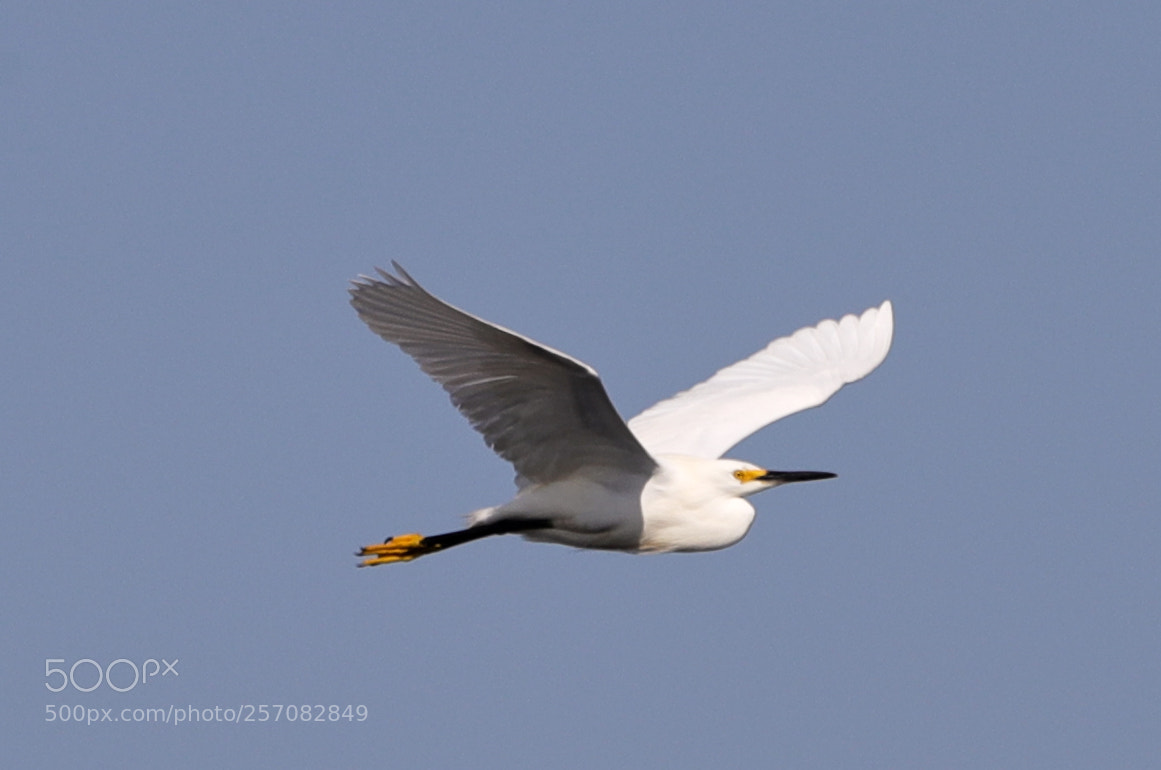 Canon EOS-1D X Mark II sample photo. 05-08-18-0016794.jpg photography
