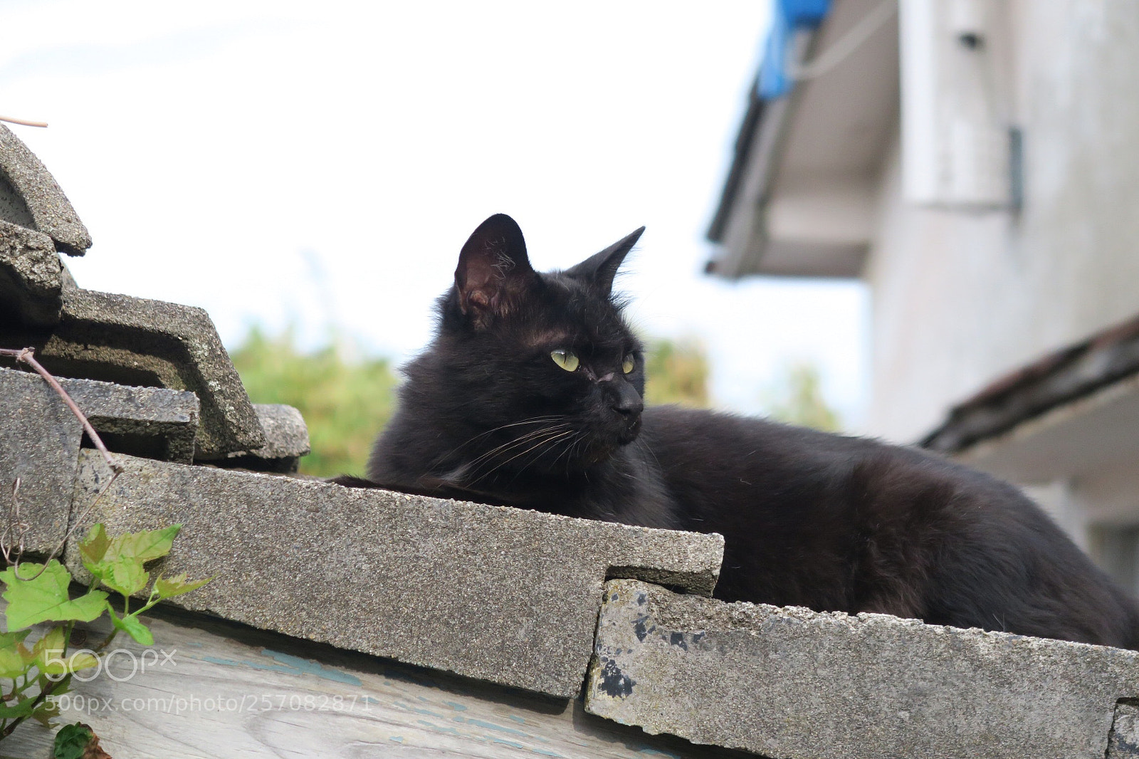 Canon PowerShot G7 X sample photo. Black cat photography