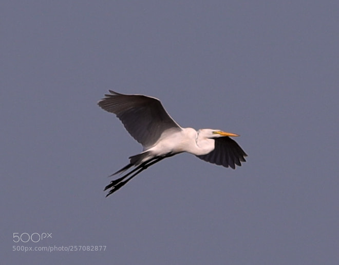 Canon EOS-1D X Mark II sample photo. 05-08-18-0016786.jpg photography