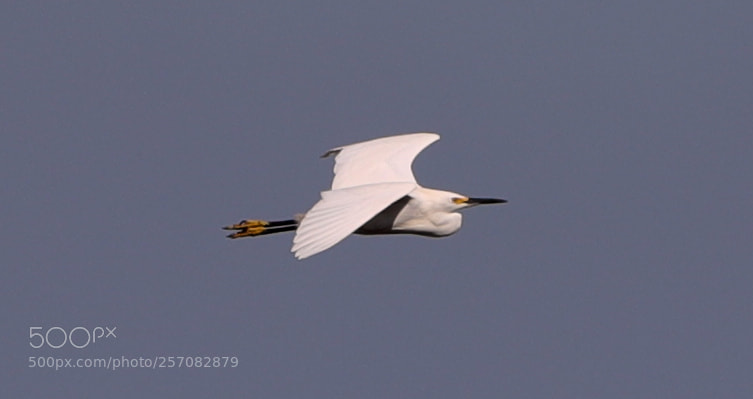 Canon EOS-1D X Mark II sample photo. 05-08-18-0016784.jpg photography