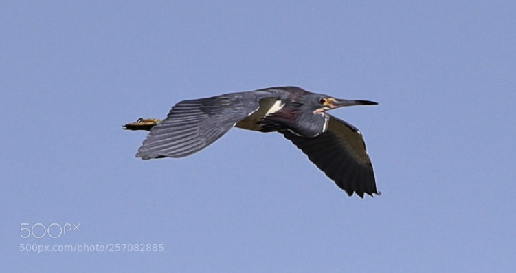 Canon EOS-1D X Mark II sample photo. 05-08-18-0016778 1.jpg photography