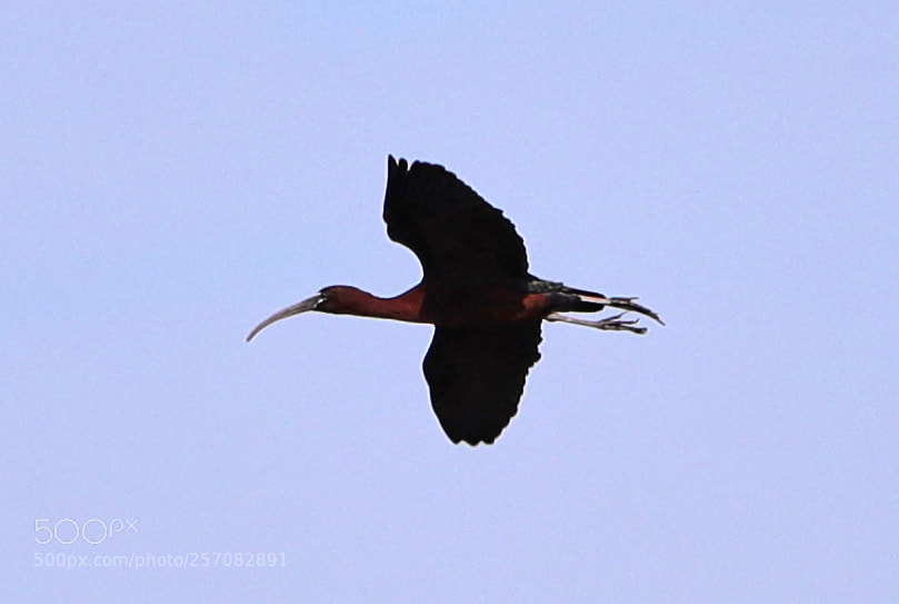 Canon EOS-1D X Mark II sample photo. 05-08-18-0016776.jpg photography