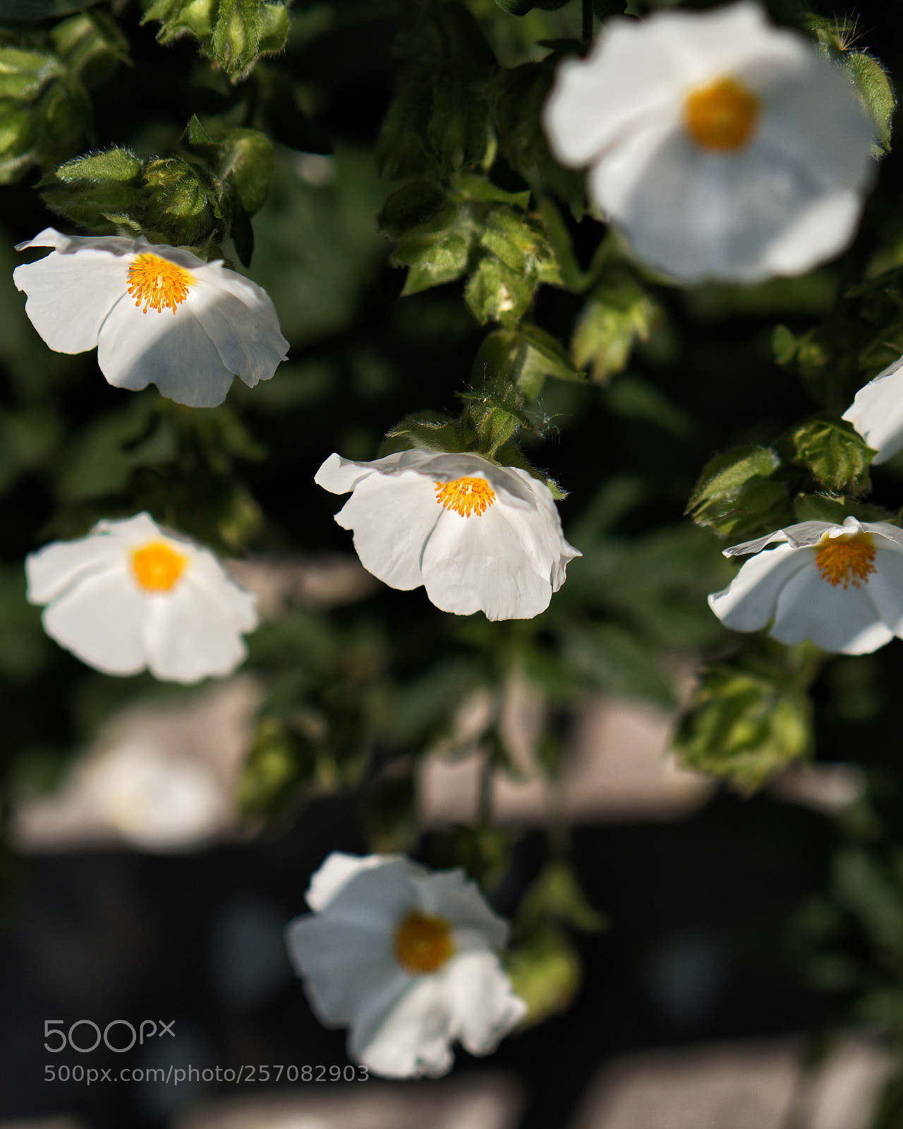 Panasonic Lumix DC-GH5 sample photo. Le printemps dans la photography
