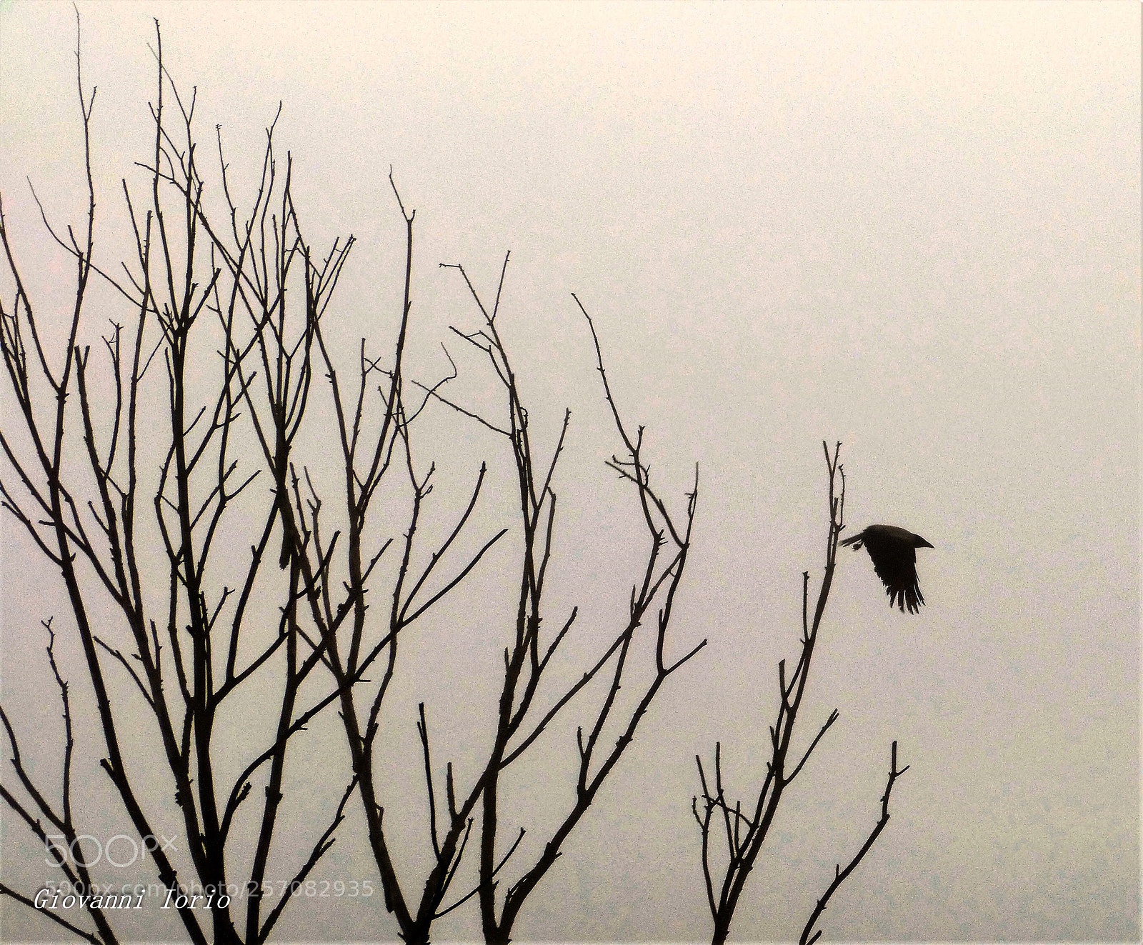 Panasonic DMC-FZ62 sample photo. Crow  photography