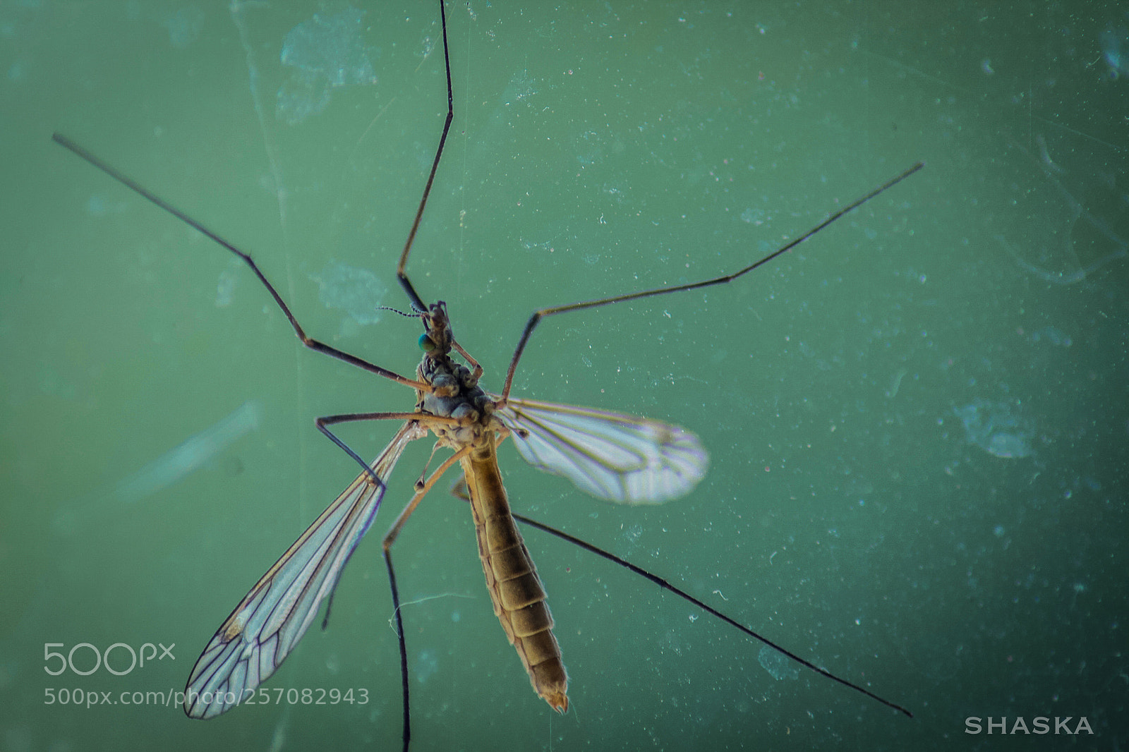 Canon EOS 400D (EOS Digital Rebel XTi / EOS Kiss Digital X) sample photo. Try on crane flies photography