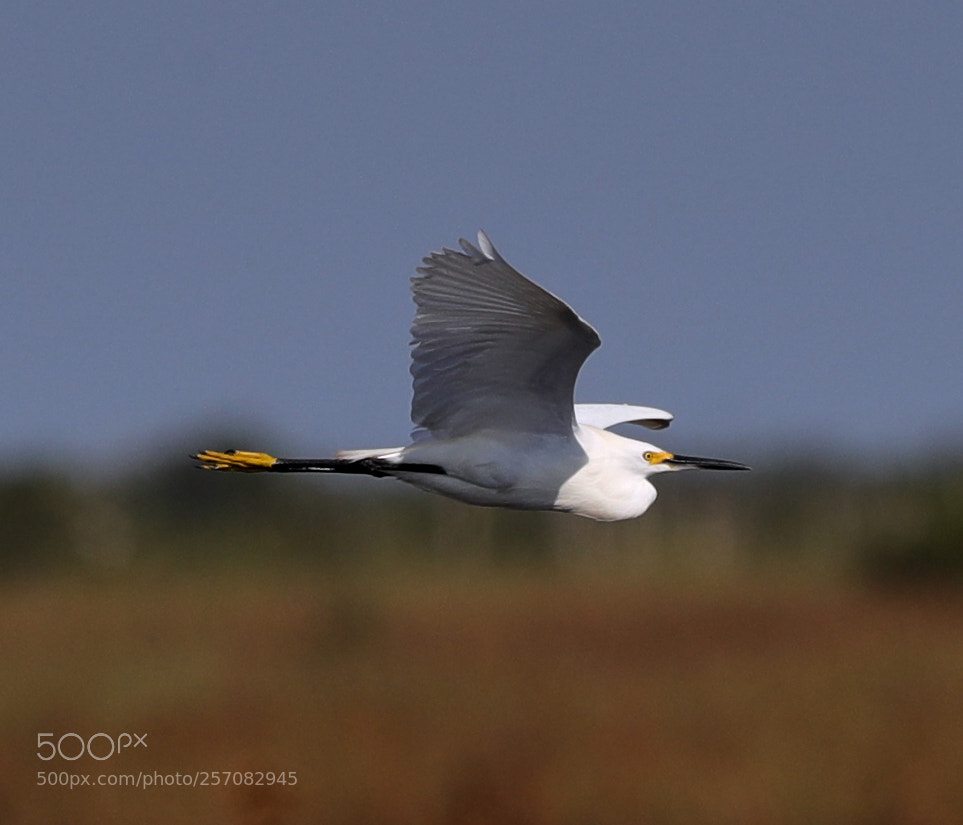 Canon EOS-1D X Mark II sample photo. 05-08-18-0016771.jpg photography