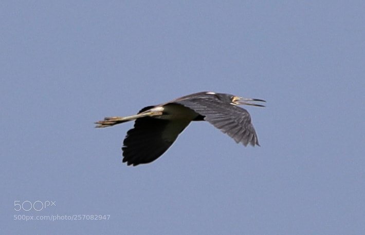 Canon EOS-1D X Mark II sample photo. 05-08-18-0016770.jpg photography