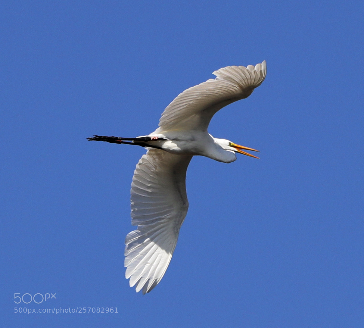 Canon EOS-1D X Mark II sample photo. 05-08-18-0016767.jpg photography